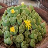 Dashing Look Lithops Bromfieldii Insularis V Sulphurea Sukulent Tohumu TH-DSHNGLOOKTHM060 - Çok Renkli