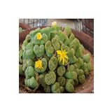 Dashing Look Lithops Bromfieldii Insularis V Sulphurea Sukulent Tohumu TH-dshnglookthm060