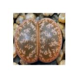 Dashing Look Lithops Coleorum Sukulent Tohumu TH-dshnglookthm023