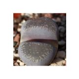 Dashing Look Lithops Comptonii Sukulent Tohumu TH-9154684654786
