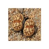 Dashing Look Lithops Dorotheae Sukulent Tohumu TH-dshnglookthm010