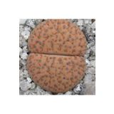 Dashing Look Lithops Fulviceps ‘lydiae’ Sukulent Tohumu TH-dshnglookthm011