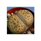Dashing Look Lithops Fulviceps Sukulent Tohumu TH-9154684654790