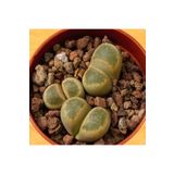Dashing Look Lithops Geyeri Sukulent Tohumu TH-9154684654792