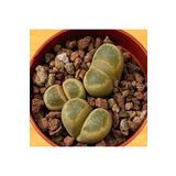 Dashing Look Lithops Geyeri Sukulent Tohumu TH-dshnglookthm043