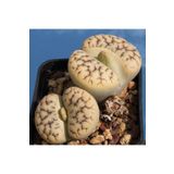 Dashing Look Lithops Gracilidelineata Sukulent Tohumu TH-dshnglookthm040