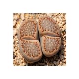 Dashing Look Lithops Hallii Sukulent Tohumu TH-9154684654794