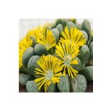 Dashing Look Lithops Helmutii Sukulent Tohumu TH-9154684654795