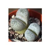 Dashing Look Lithops Herrei Sukulent Tohumu TH-9154684654796