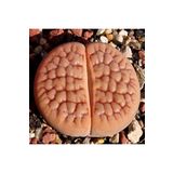 Dashing Look Lithops Hookeri V. Lutea Sukulent Tohumu TH-9154684654799
