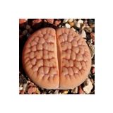 Dashing Look Lithops Hookeri V. Lutea Sukulent Tohumu TH-dshnglookthm065