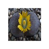 Dashing Look Lithops Hookeri V Marginata Sukulent Tohumu TH-9154684654797