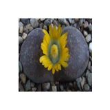Dashing Look Lithops Hookeri V Marginata Sukulent Tohumu TH-dshnglookthm054