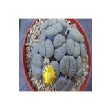 Dashing Look Lithops Hookeri V Susannae Sukulent Tohumu TH-9154684654798