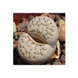 Dashing Look Lithops Julii (chrysocephala) Sukulent Tohumu TH-9154684654800