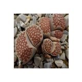 Dashing Look Lithops Julii ‘harlequin’ Sukulent Tohumu TH-dshnglookthm057