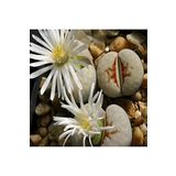 Dashing Look Lithops Julii ‘hot Lips’ Sukulent Tohumu TH-dshnglookthm003