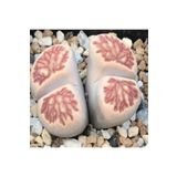 Dashing Look Lithops Julii ‘kikushogiyoku’ Sukulent Tohumu TH-dshnglookthm071