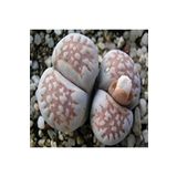 Dashing Look Lithops Julii (littlewoodii) Sukulent Tohumu TH-9154684654801