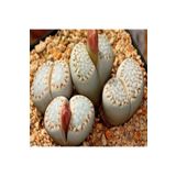 Dashing Look Lithops Julii Ssp Fulleri Sukulent Tohumu TH-dshnglookthm031