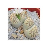 Dashing Look Lithops Julii Ssp Fulleri V Brunnea Sukulent Tohumu TH-dshnglookthm049