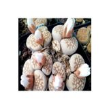 Dashing Look Lithops Julii Sukulent Tohumu TH-dshnglookthm022