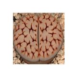 Dashing Look Lithops Karasmontana Jacobseniana Sukulent Tohumu TH-9154684654810