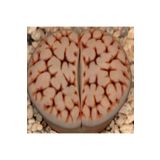 Dashing Look Lithops Karasmontana Jacobseniana Sukulent Tohumu TH-dshnglookthm021
