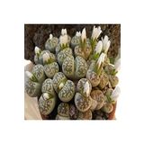 Dashing Look Lithops Karasmontana Ssp Bella Sukulent Tohumu TH-9154684654812