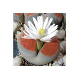 Dashing Look Lithops Karasmontana Sukulent Tohumu TH-9154684654813