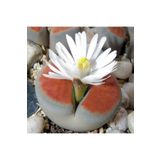 Dashing Look Lithops Karasmontana Sukulent Tohumu TH-dshnglookthm007