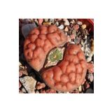 Dashing Look Lithops Karasmontana ‘tischeri’ Sukulent Tohumu TH-dshnglookthm009
