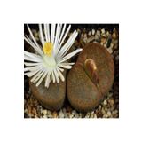 Dashing Look Lithops Lesliei V Albiflora Sukulent Tohumu TH-9154684654814