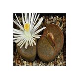 Dashing Look Lithops Lesliei V Albiflora Sukulent Tohumu TH-dshnglookthm044