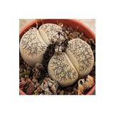 Dashing Look Lithops Lesliei V Burchellii Sukulent Tohumu TH-dshnglookthm002