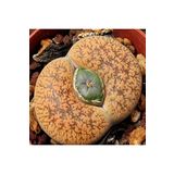 Dashing Look Lithops Lesliei V Hornii Sukulent Tohumu TH-dshnglookthm074