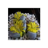 Dashing Look Lithops Naureeniae Sukulent Tohumu TH-9154684654819