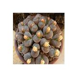 Dashing Look Lithops Olivaceae V. Nebrownii Sukulent Tohumu TH-9154684654820