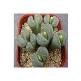 Dashing Look Lithops Otzeniana ‘green Attempts’ Sukulent Tohumu TH-9154684654822