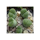 Dashing Look Lithops Salicola ‘malachite’ Sukulent Tohumu TH-9154684654825