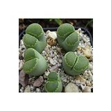 Dashing Look Lithops Salicola ‘malachite’ Sukulent Tohumu TH-dshnglookthm068
