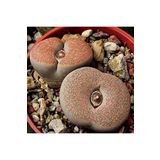 Dashing Look Lithops Terricolor ‘peersii’ Sukulent Tohumu TH-9154684654827