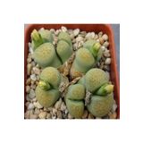 Dashing Look Lithops Terricolor ‘speckled Gold’ Sukulent Tohumu TH-9154684654828