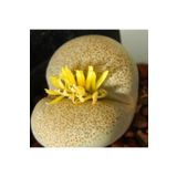Dashing Look Lithops Terricolor Sukulent Tohumu TH-9154684654829