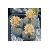 Dashing Look Lithops Verruculosa Sukulent Tohumu TH-9154684654832