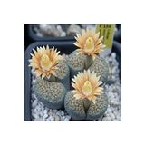 Dashing Look Lithops Verruculosa Sukulent Tohumu TH-dshnglookthm019