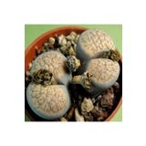 Dashing Look Lithops Verruculosa V. Glabra Sukulent Tohumu TH-dshnglookthm035