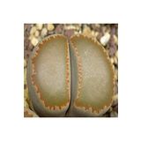 Dashing Look Lithops Villetii Ssp Kennedyi Sukulent Tohumu TH-9154684654834