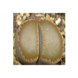 Dashing Look Lithops Villetii Ssp Kennedyi Sukulent Tohumu TH-dshnglookthm061