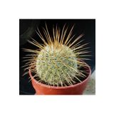 Dashing Look Mammillaria Dixanthocentron Kaktüs Tohumu TH-dshnglookthm119
